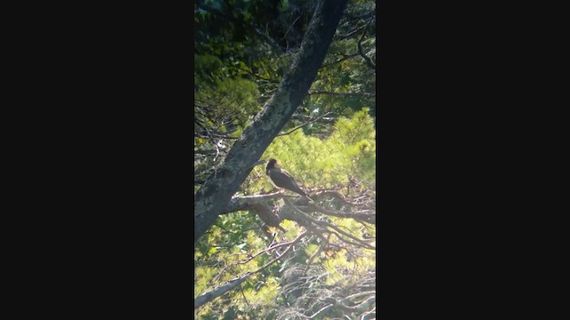 Brown Booby (Atlantic) - ML381301201