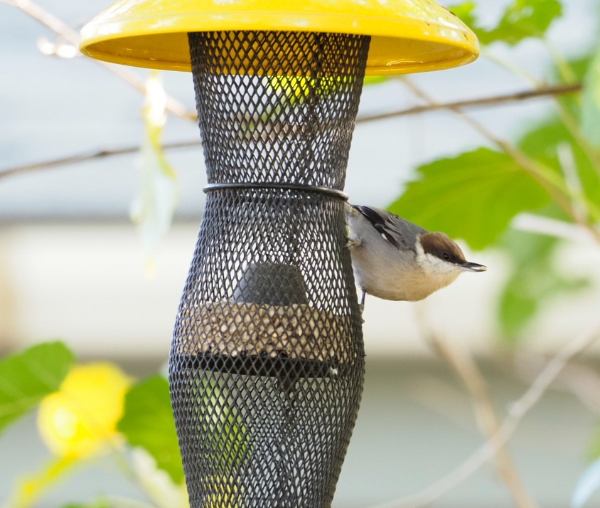 Brown-headed Nuthatch - John Zempel