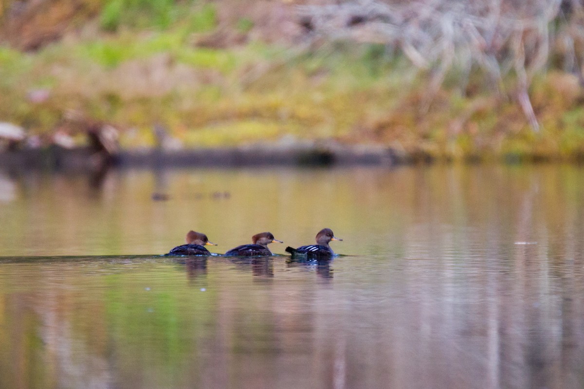 Hooded Merganser - ML38130661