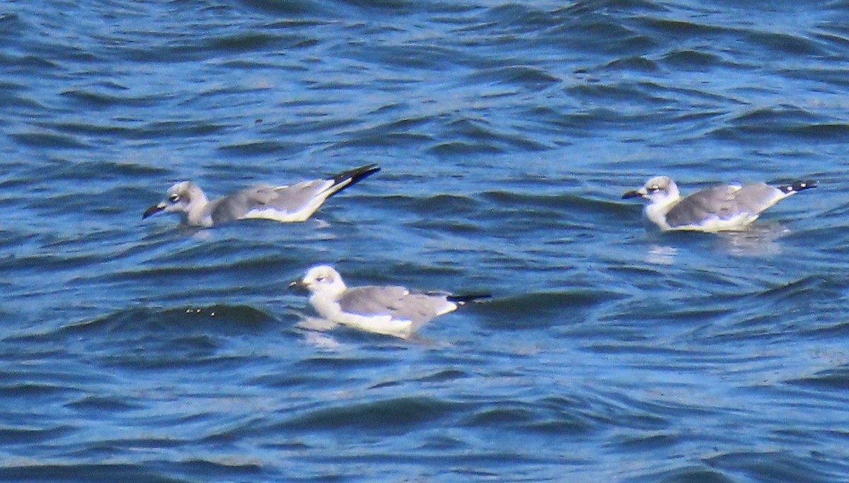 Laughing Gull - ML381306681