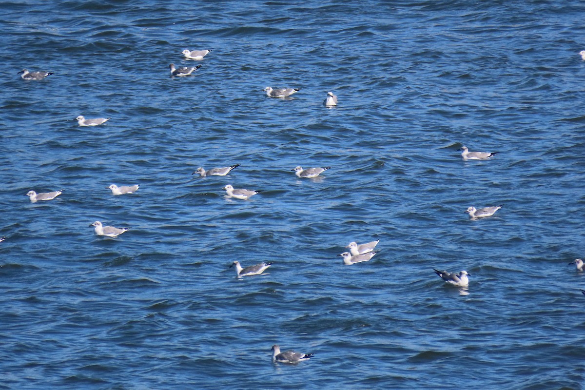 Laughing Gull - ML381306701