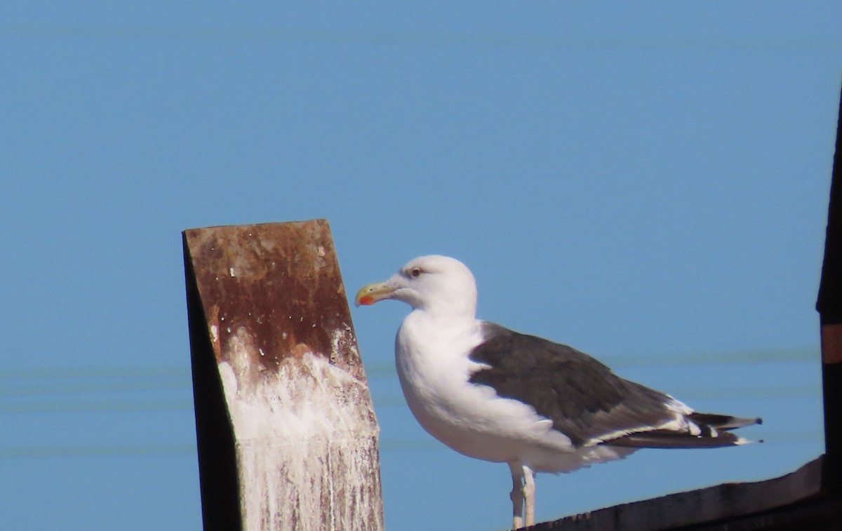 Great Black-backed Gull - ML381306741
