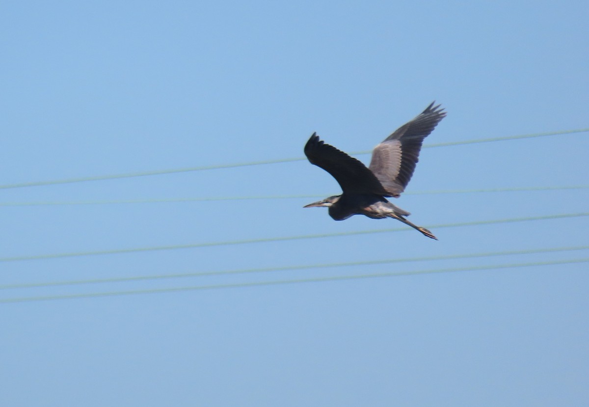 Great Blue Heron - ML381306811