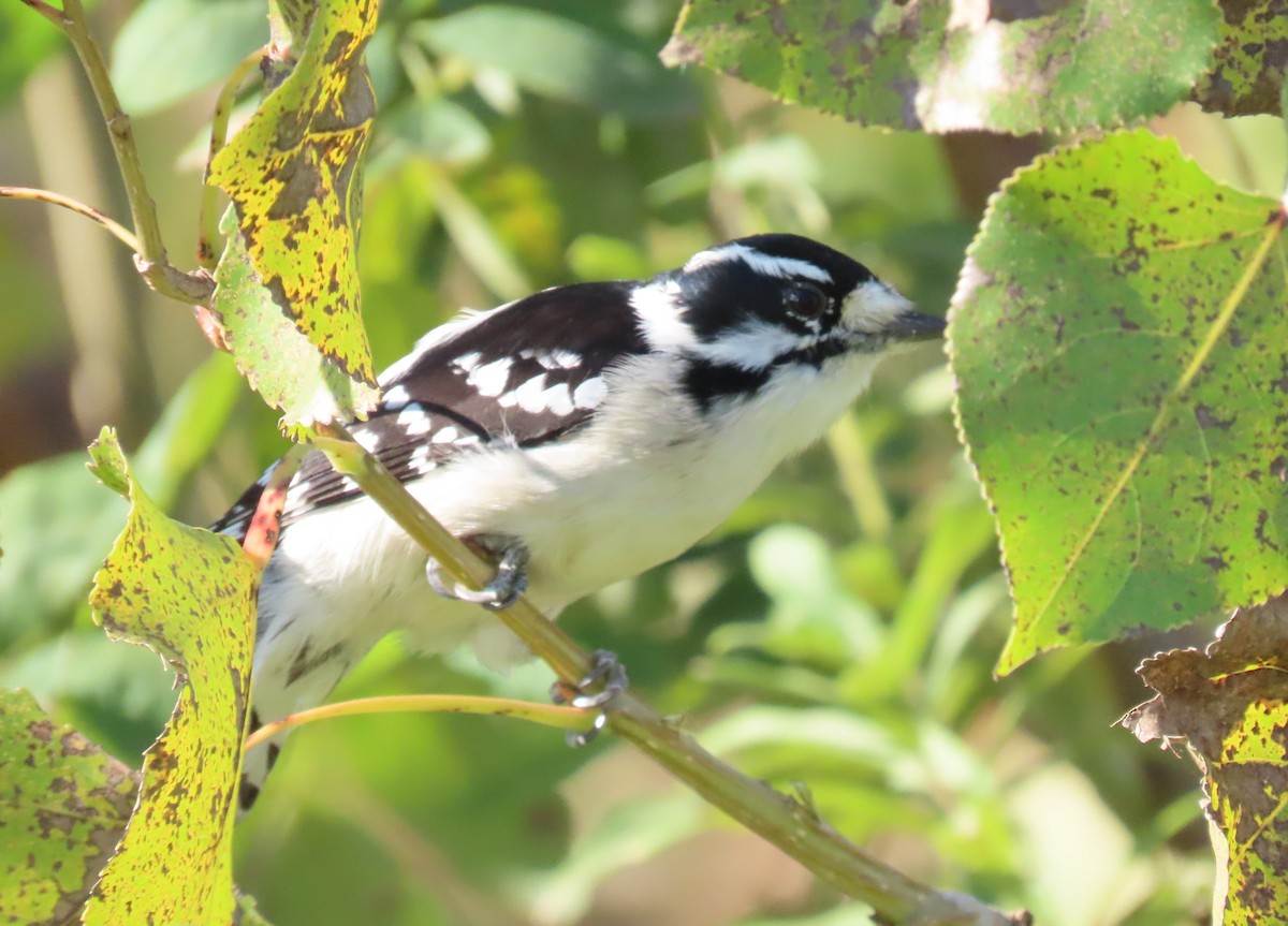 Downy Woodpecker - ML381306931