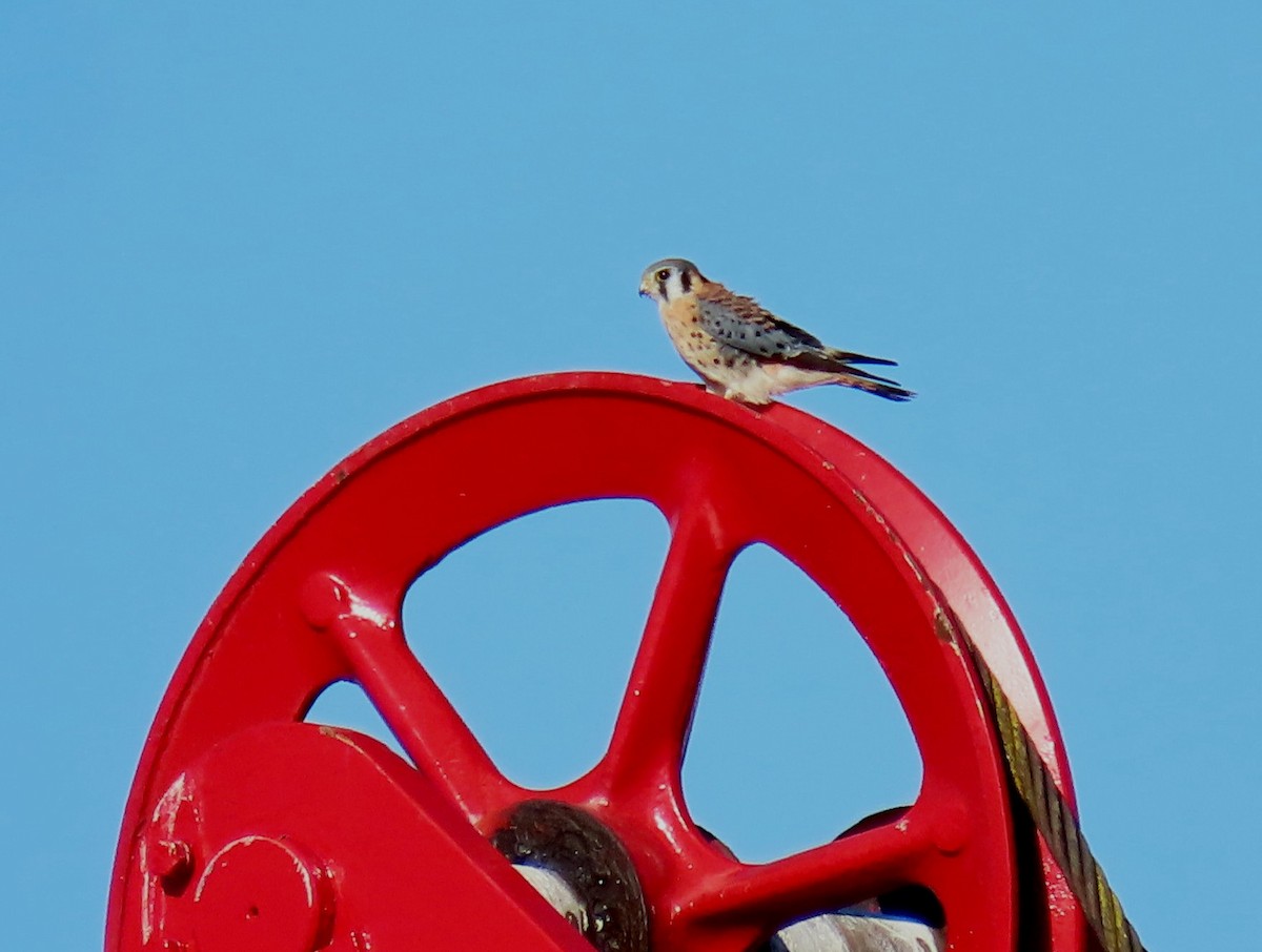 American Kestrel - ML381306971