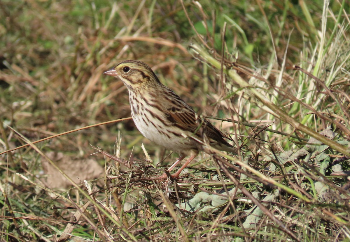 Savannah Sparrow - ML381307051