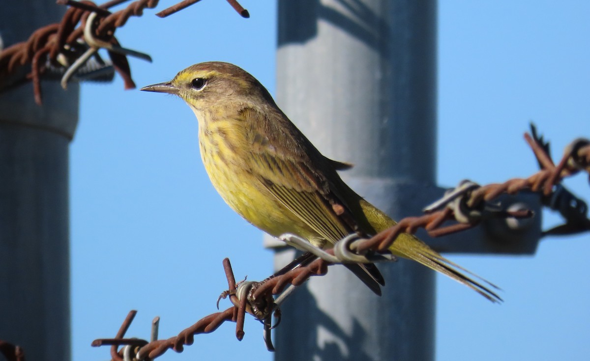 Palm Warbler - ML381307821