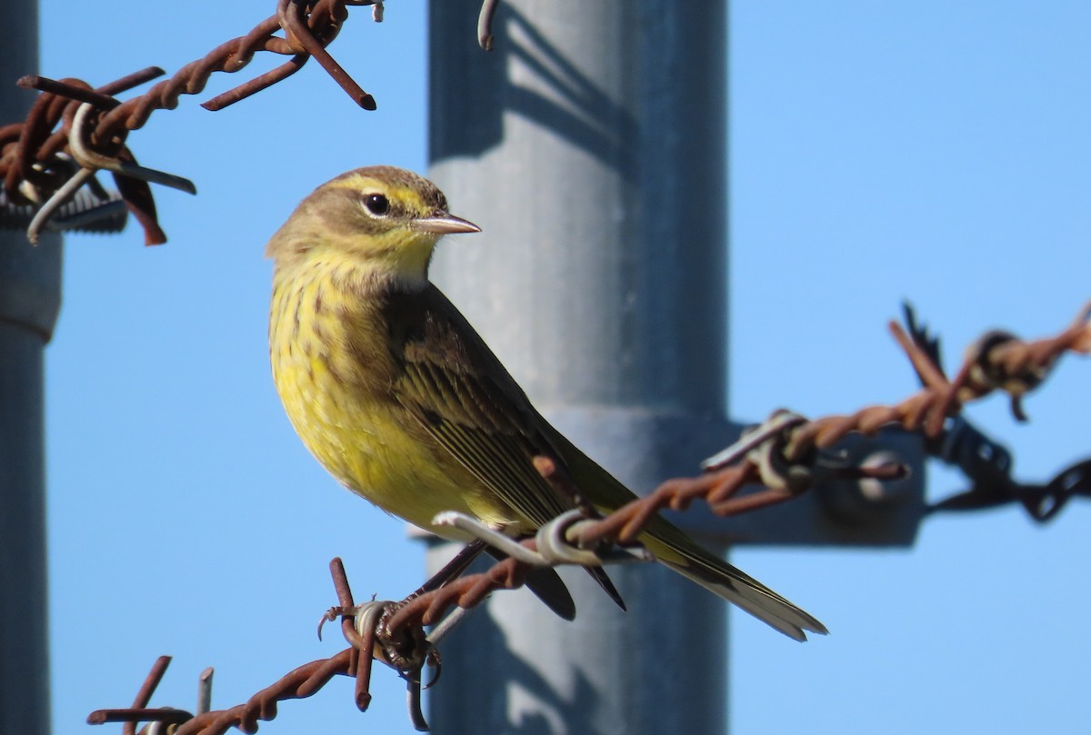 Palm Warbler - ML381307831