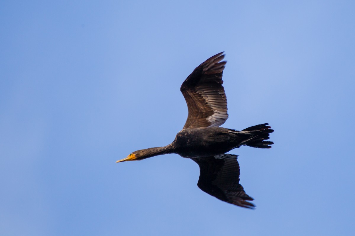 Double-crested Cormorant - ML38130821