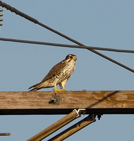 Prairie Falcon - John Zempel
