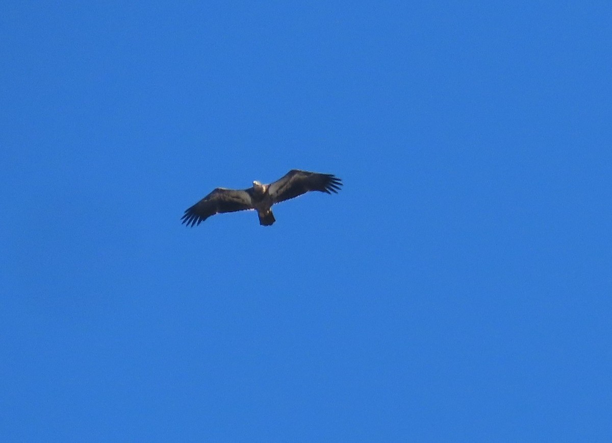 Bald Eagle - ML381308421