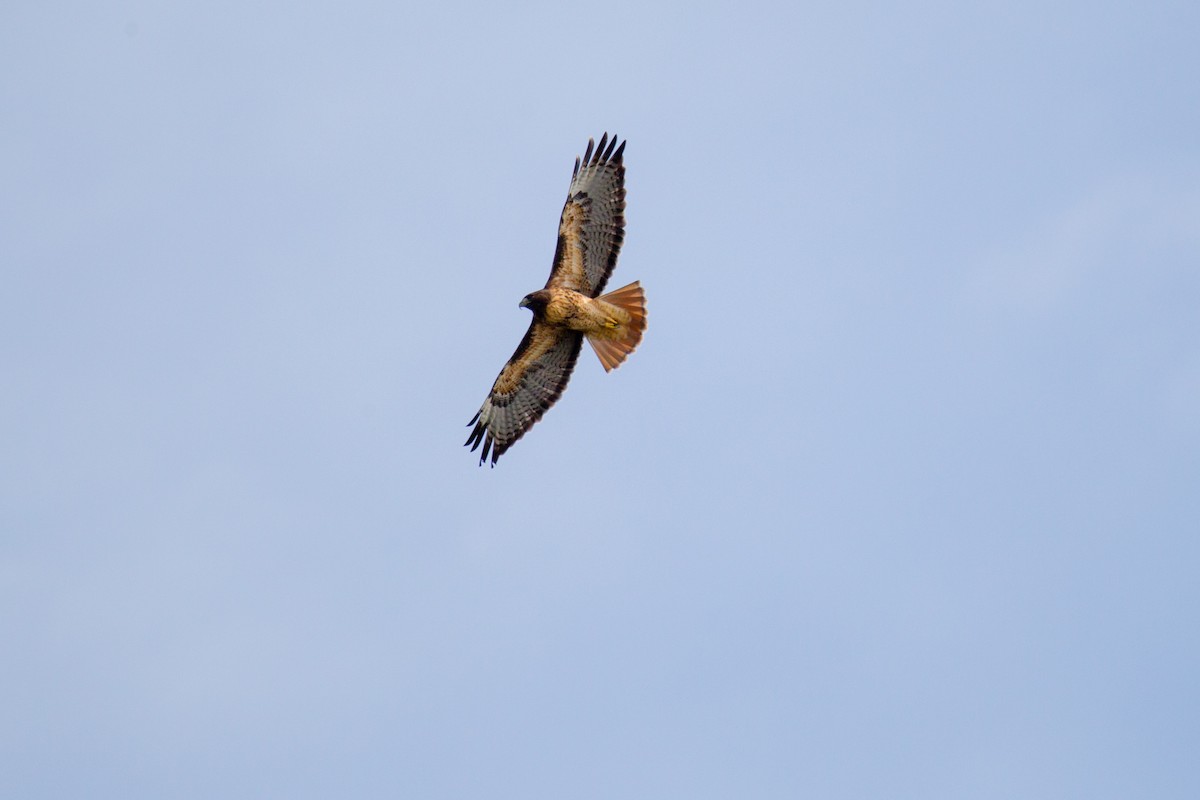 Red-tailed Hawk - ML38130971
