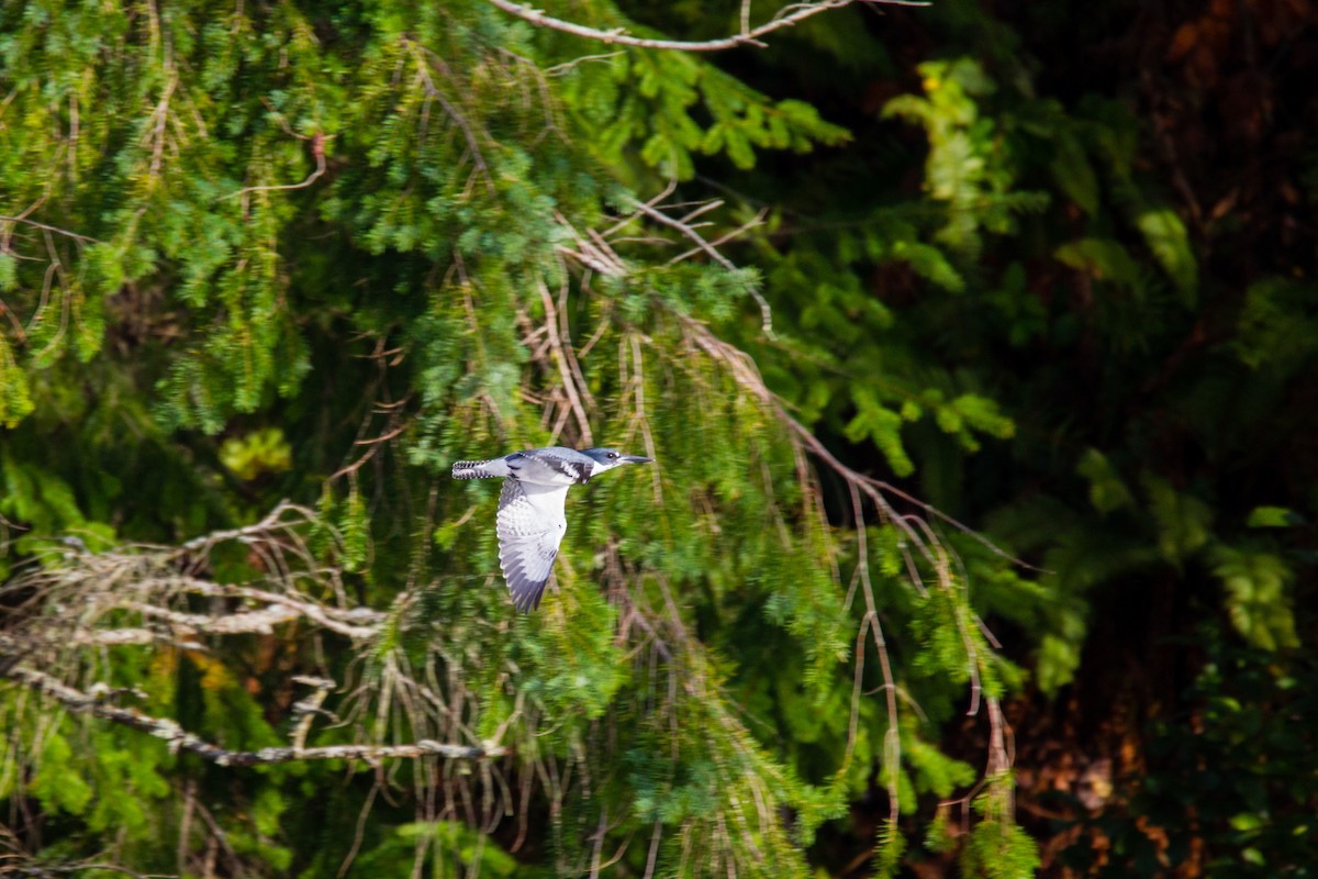 Belted Kingfisher - ML38131081