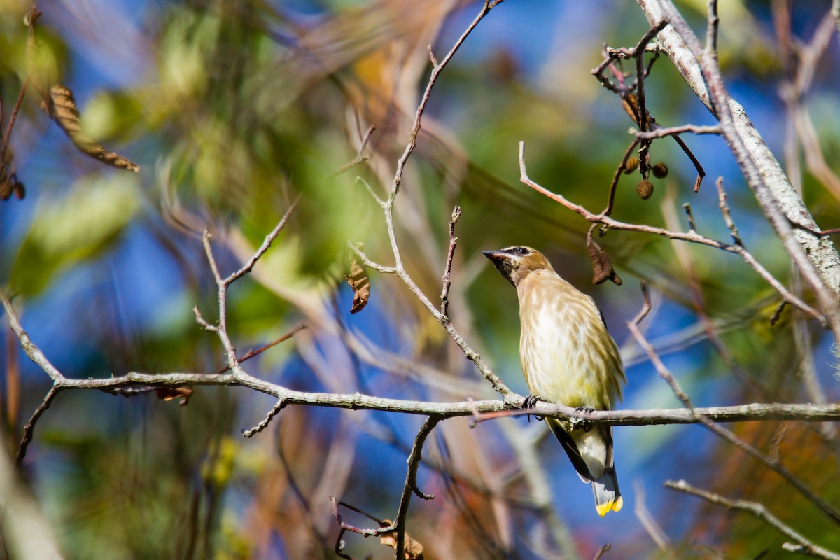Cedar Waxwing - ML38131231