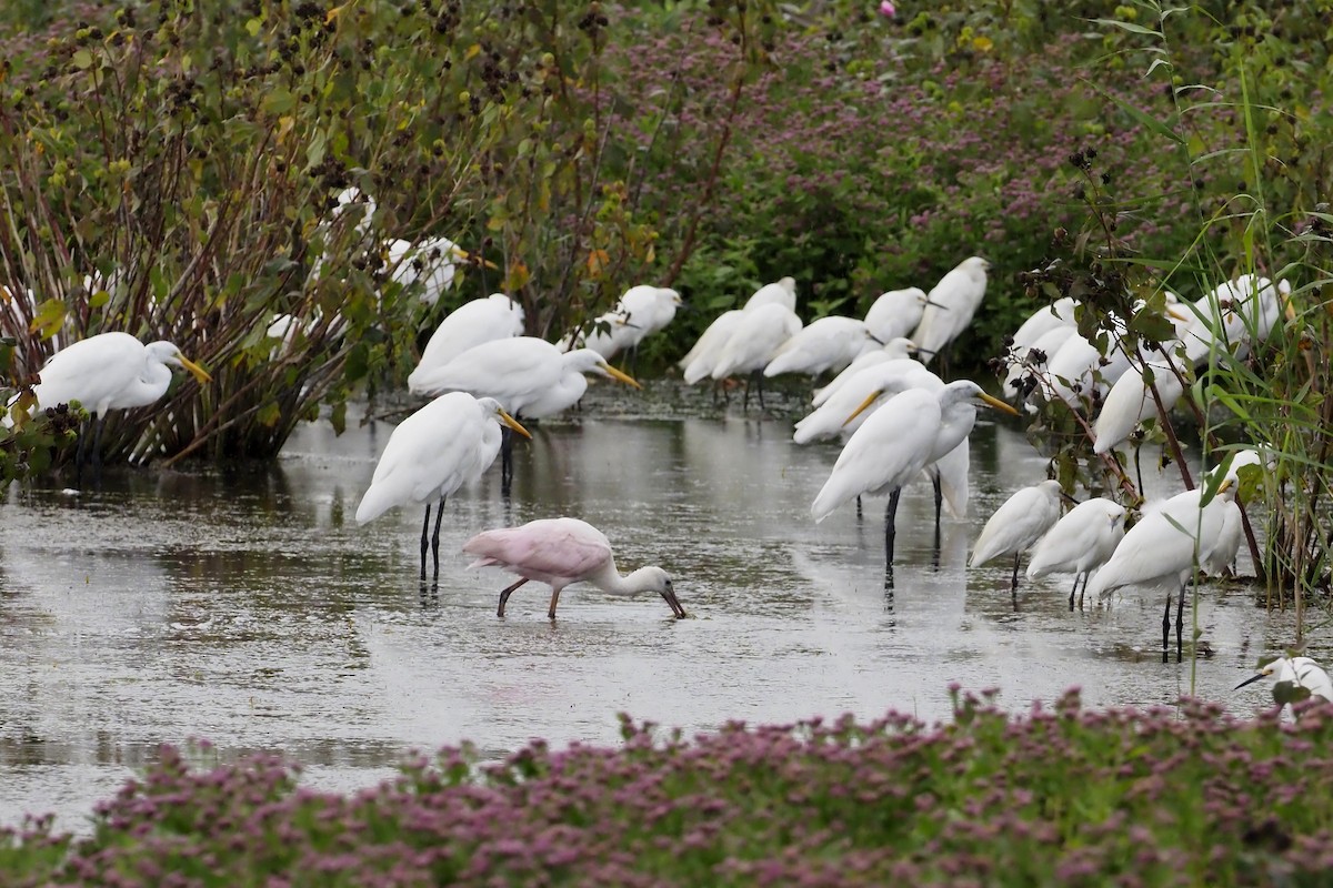 Roseate Spoonbill - ML381313211