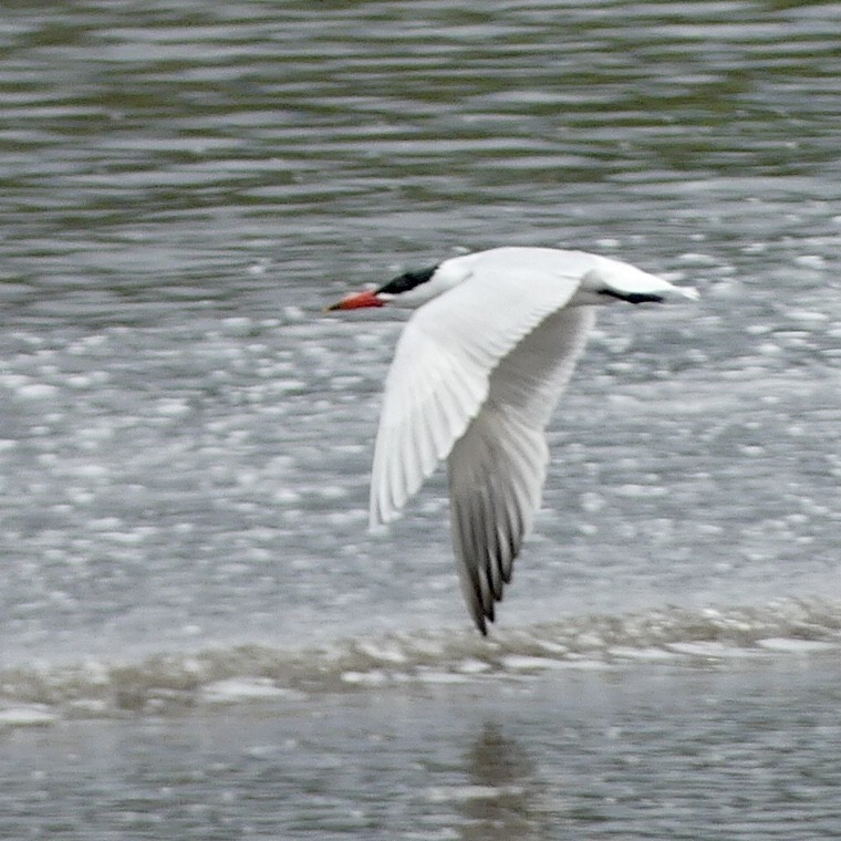 Caspian Tern - ML381313651