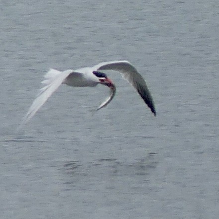 Caspian Tern - ML381313661