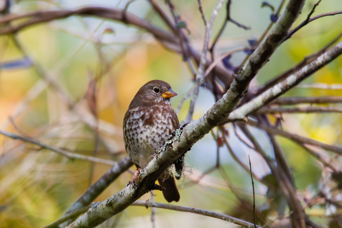 Fox Sparrow - ML38131401