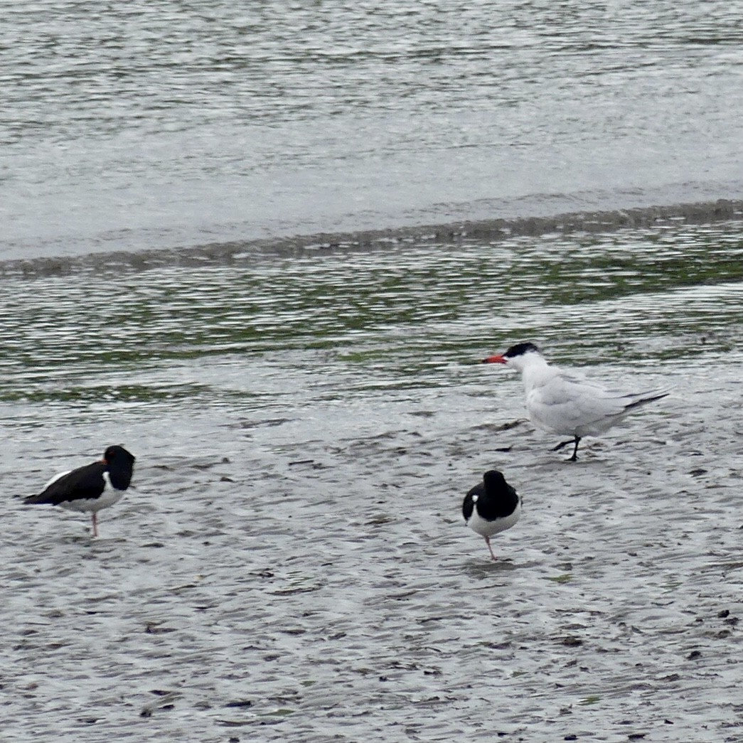 South Island Oystercatcher - ML381314121