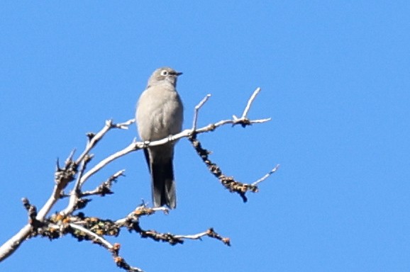 Townsend's Solitaire - Garrett Lau