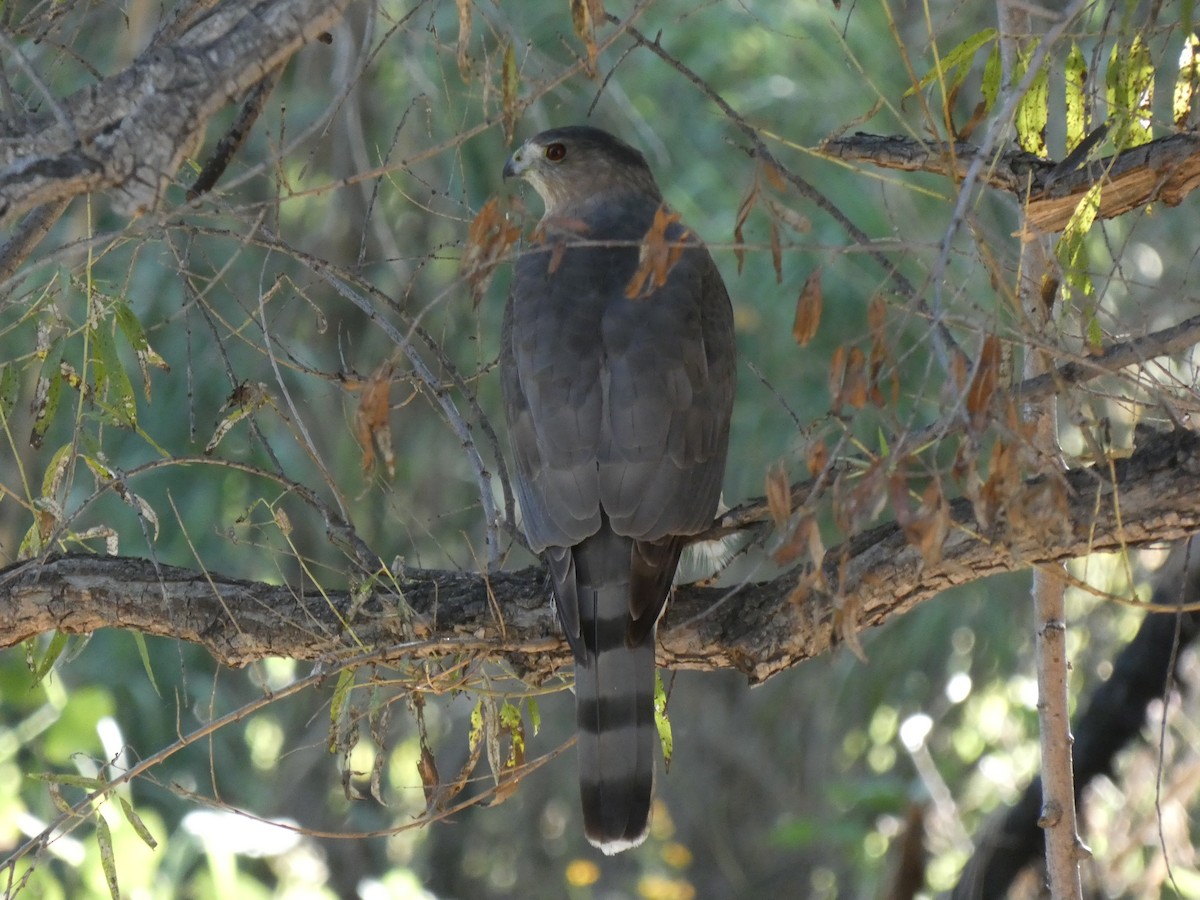 Cooper's Hawk - ML381315491