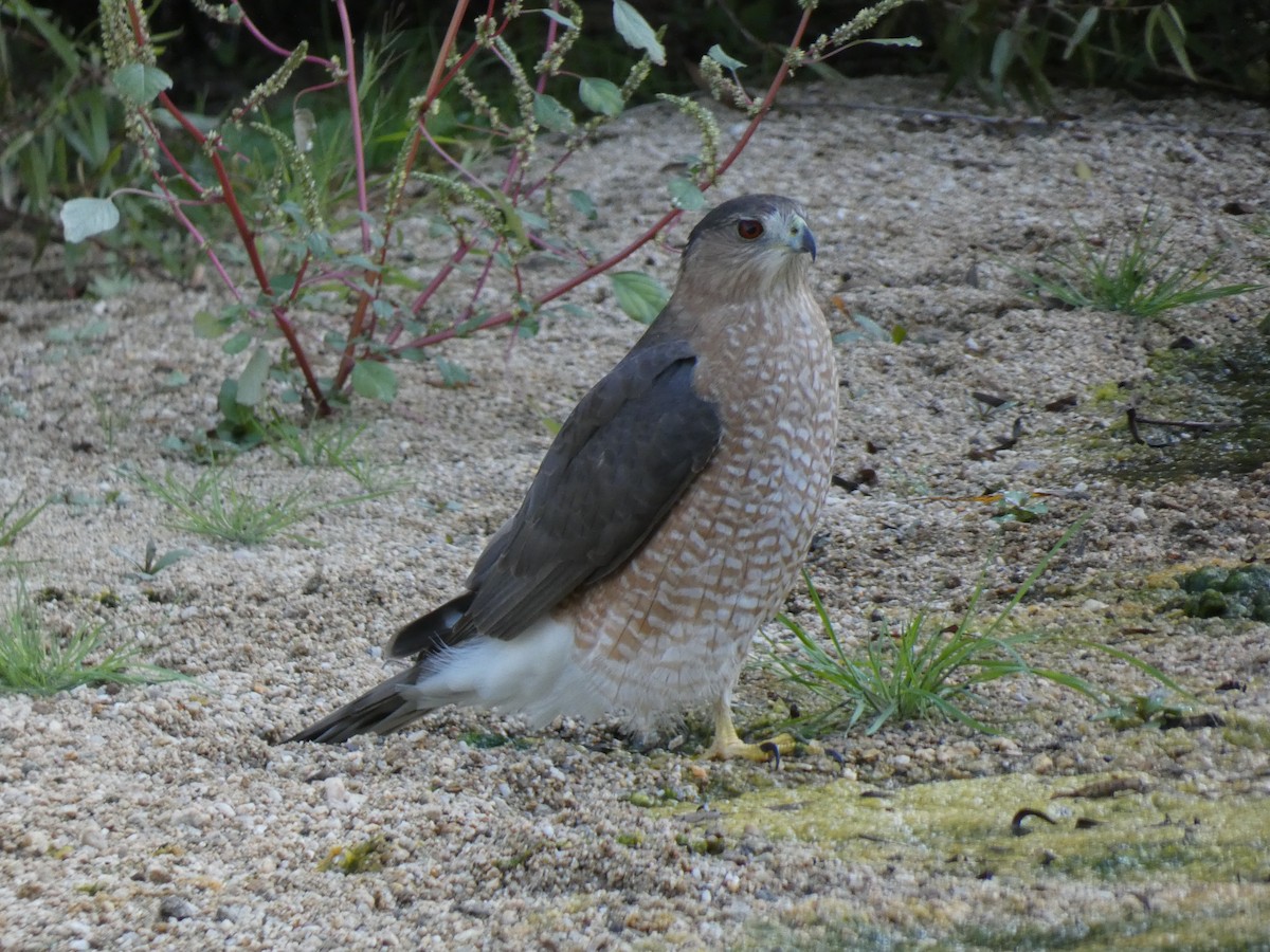 Cooper's Hawk - ML381315501