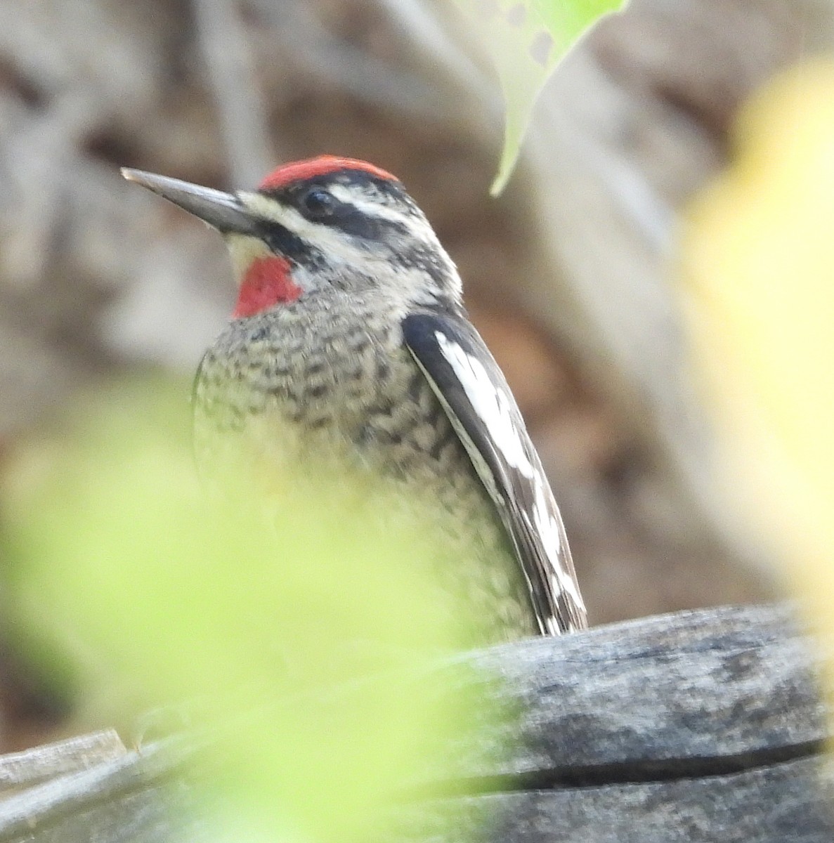 Red-naped Sapsucker - ML381320361