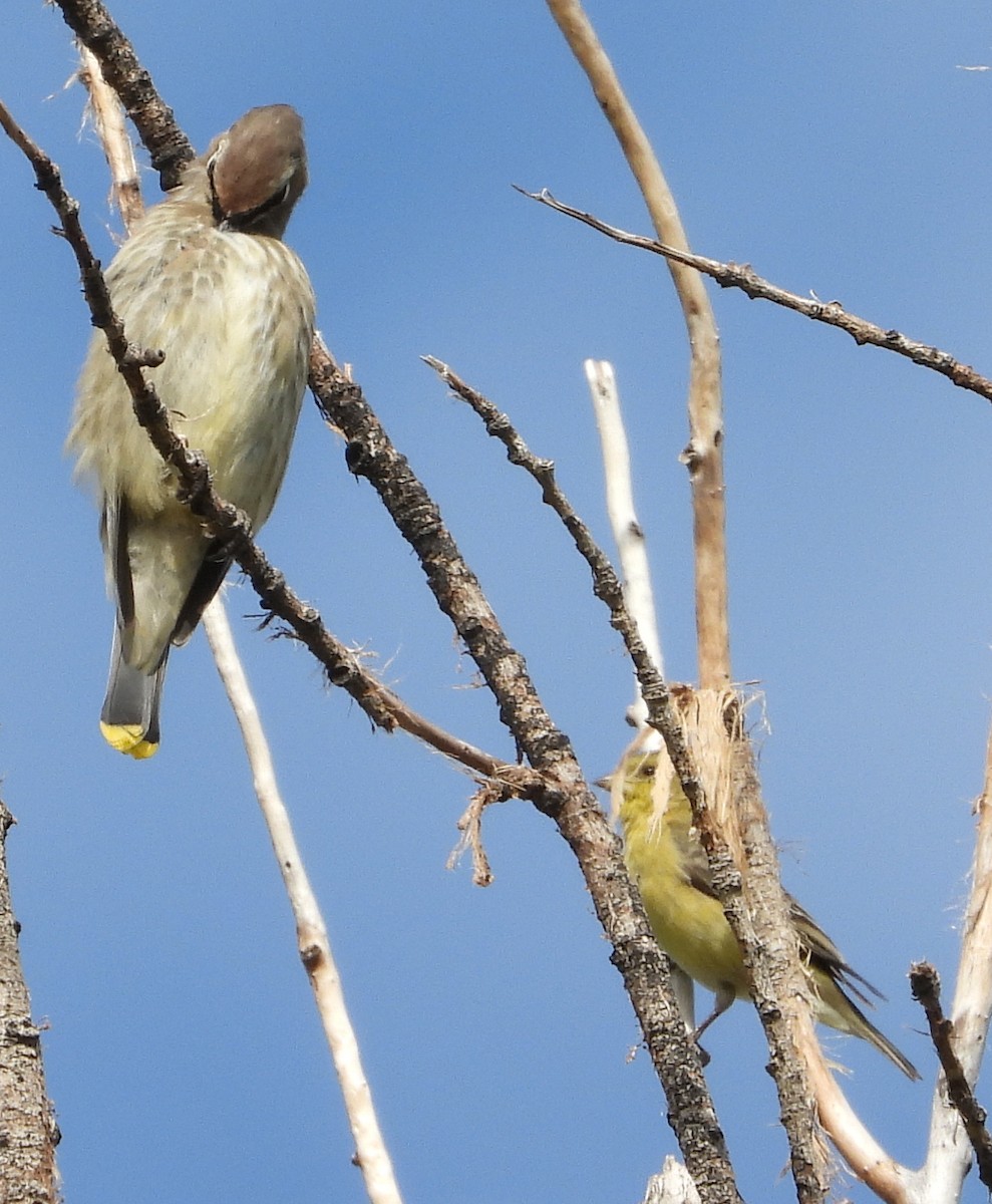 Cedar Waxwing - ML381320401