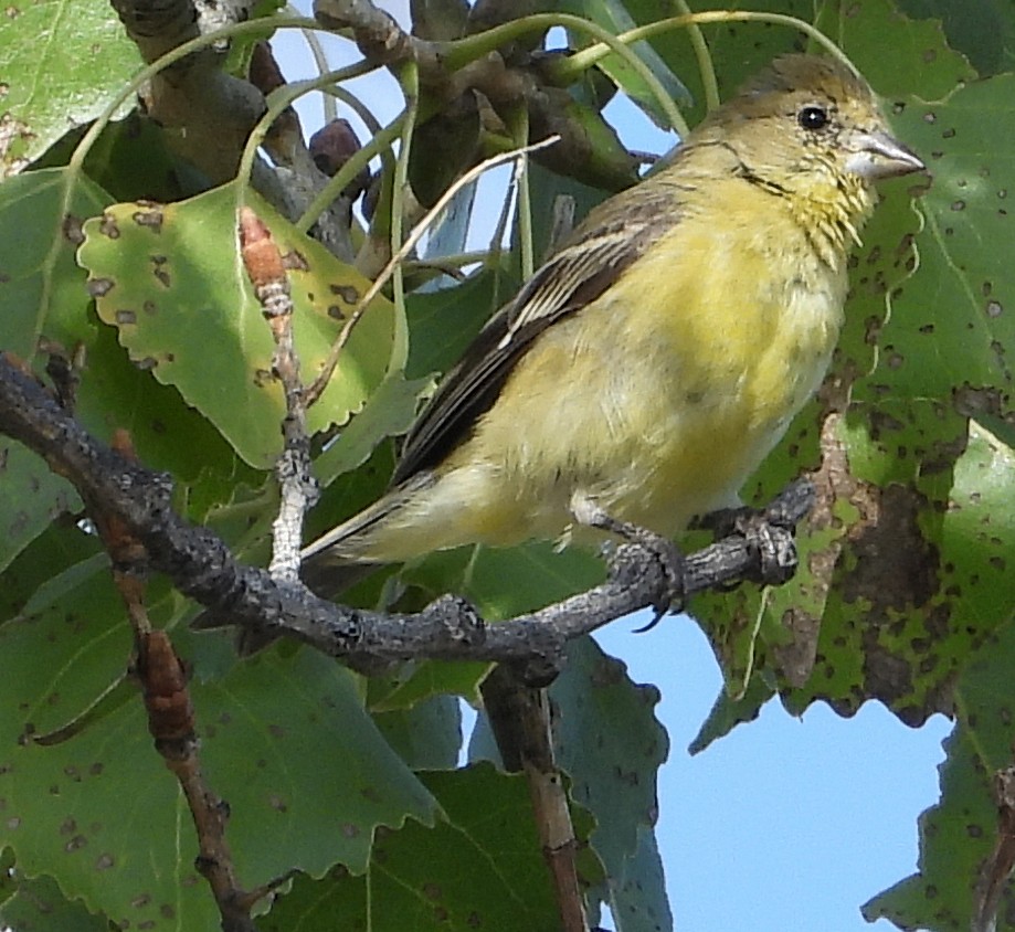 Lesser Goldfinch - Caley Thomas