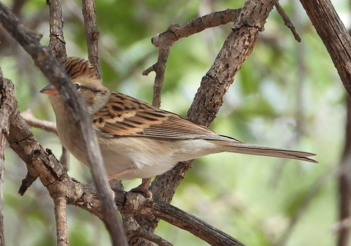 Chipping Sparrow - Caley Thomas