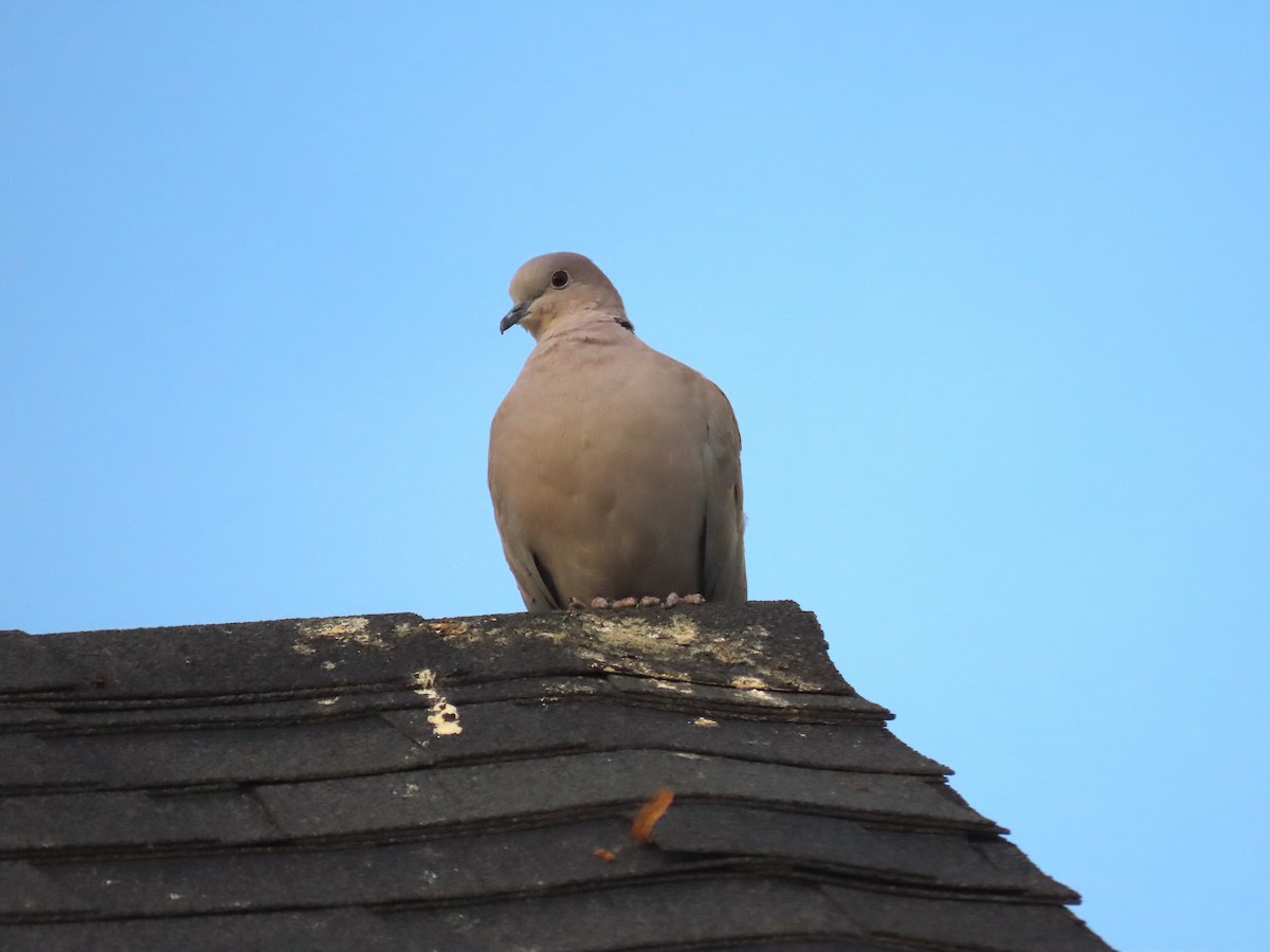 Eurasian Collared-Dove - ML381320631