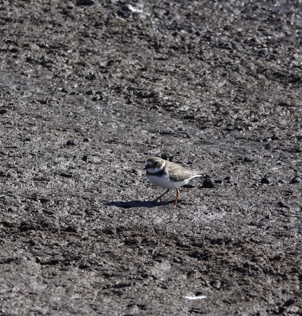 Semipalmated Plover - ML381321961