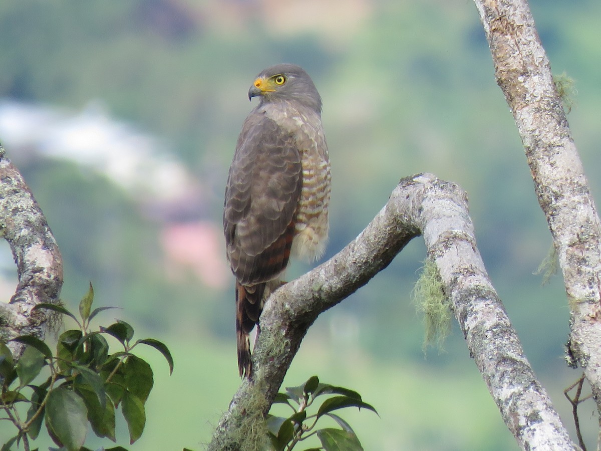 Roadside Hawk - ML381323281