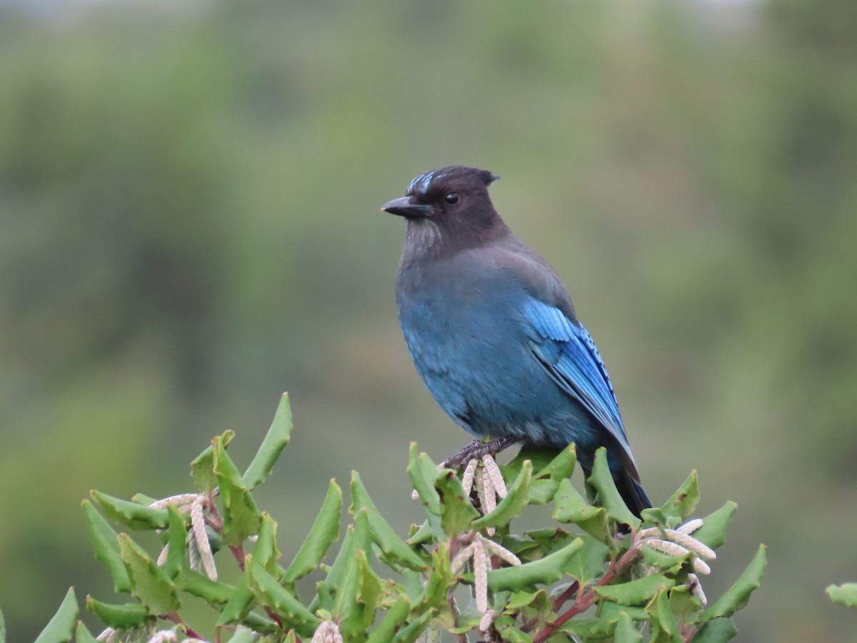 Steller's Jay - ML381323591