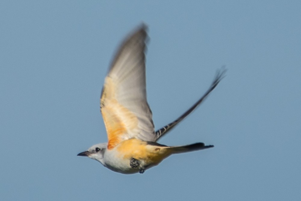 Scissor-tailed Flycatcher - josh Ketry