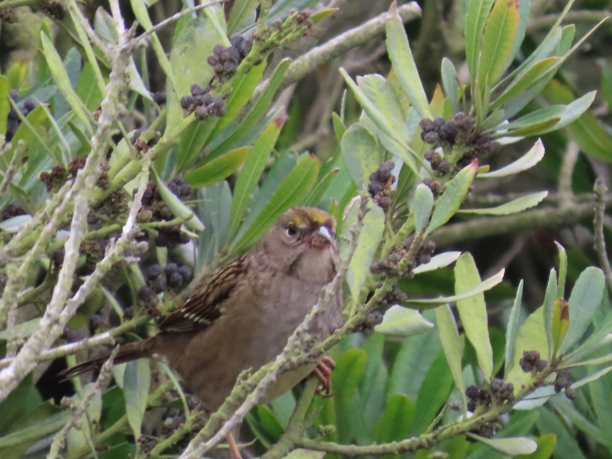 Bruant à couronne dorée - ML381324151