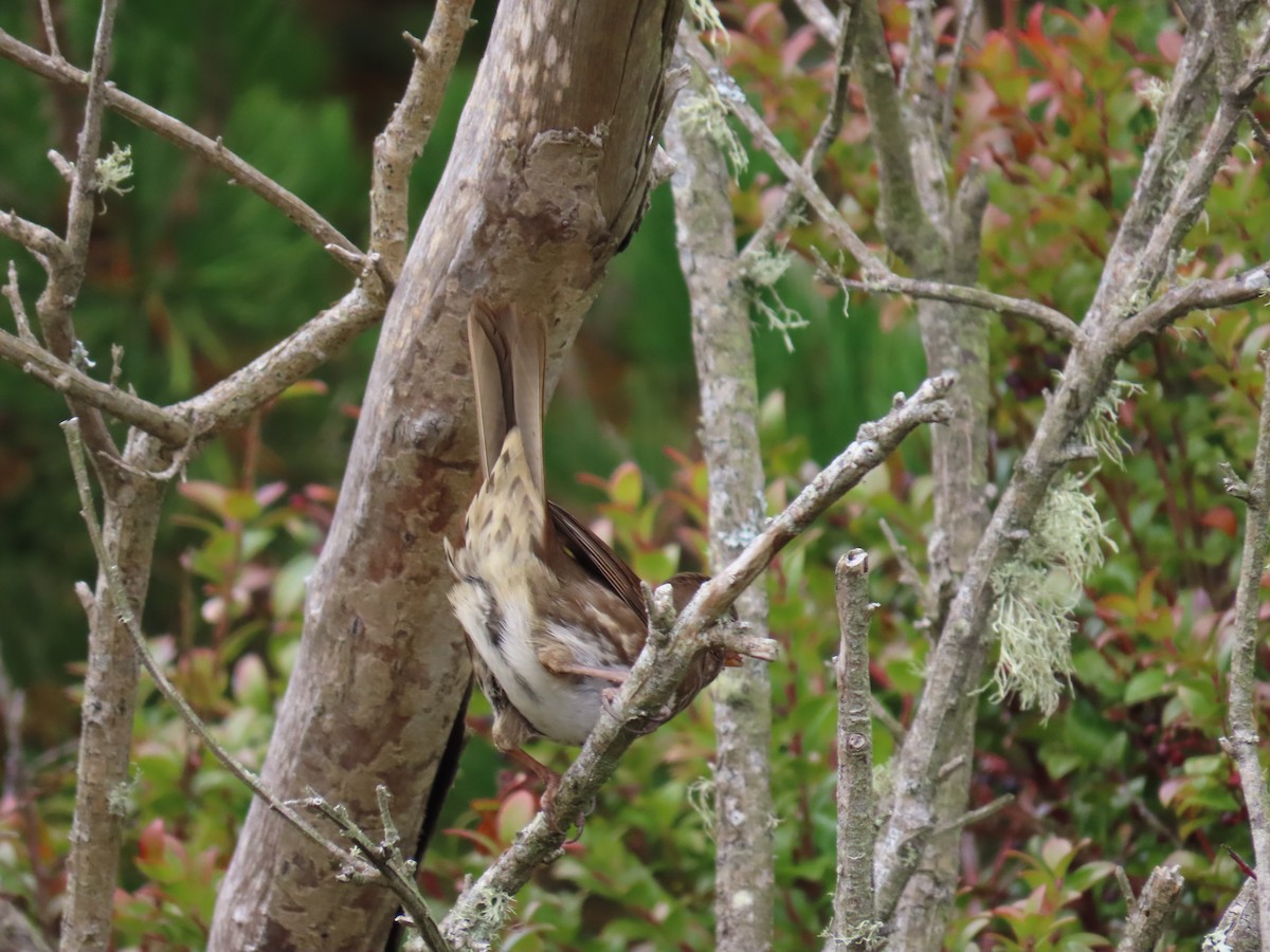 Fox Sparrow (Sooty) - ML381324871