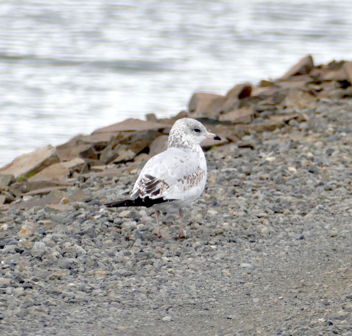 Ring-billed Gull - ML381325351