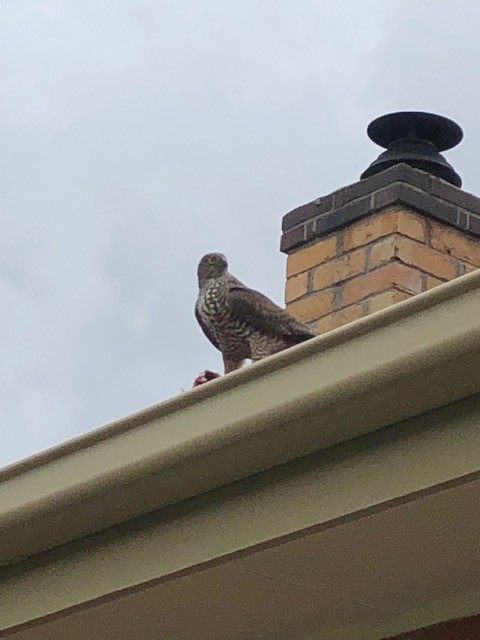 Collared Sparrowhawk - ML381325681