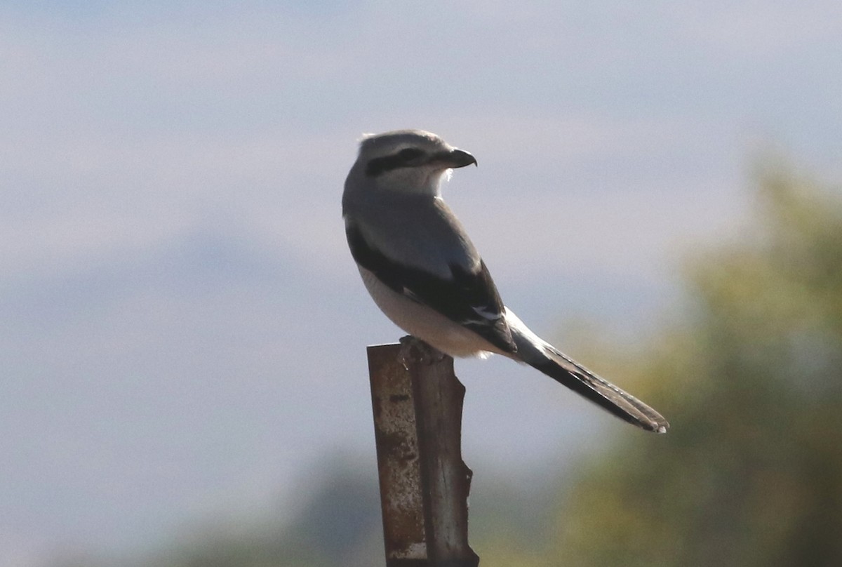 Northern Shrike - ML38132661