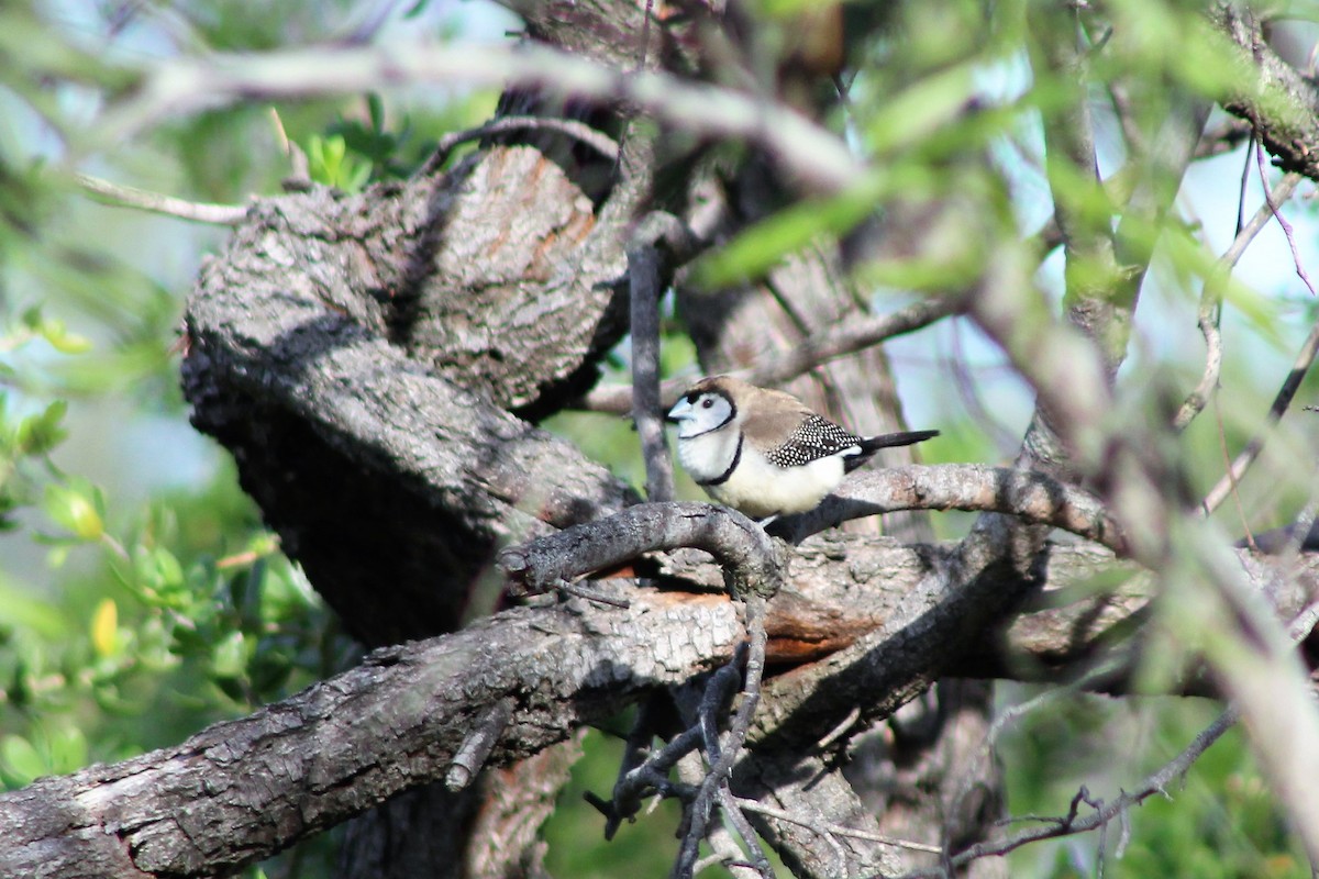 Double-barred Finch - Leonie Beaulieu