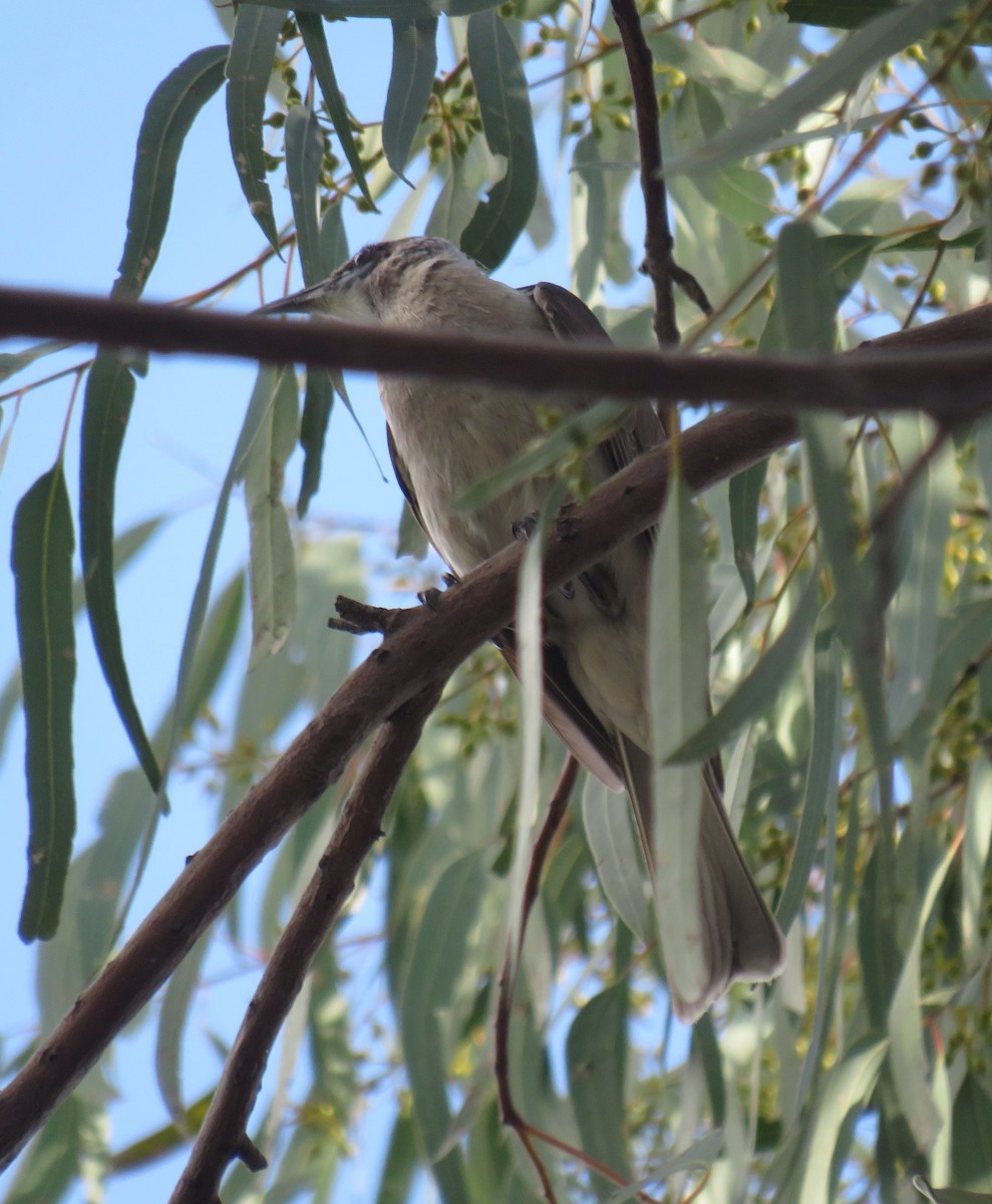 Little Friarbird - ML381328411