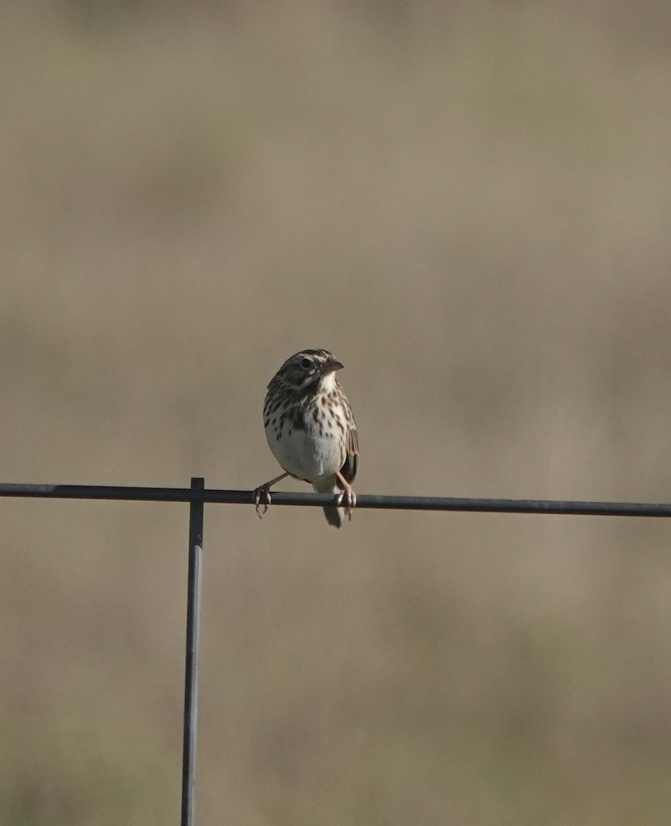 Savannah Sparrow - Patricia Cullen