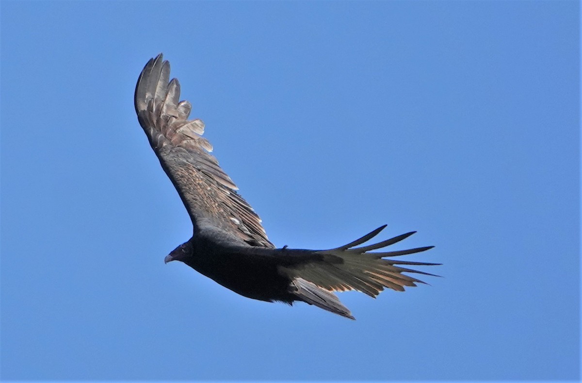 Turkey Vulture - ML381328711