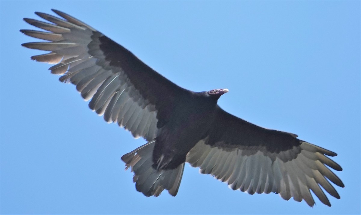 Turkey Vulture - ML381328741