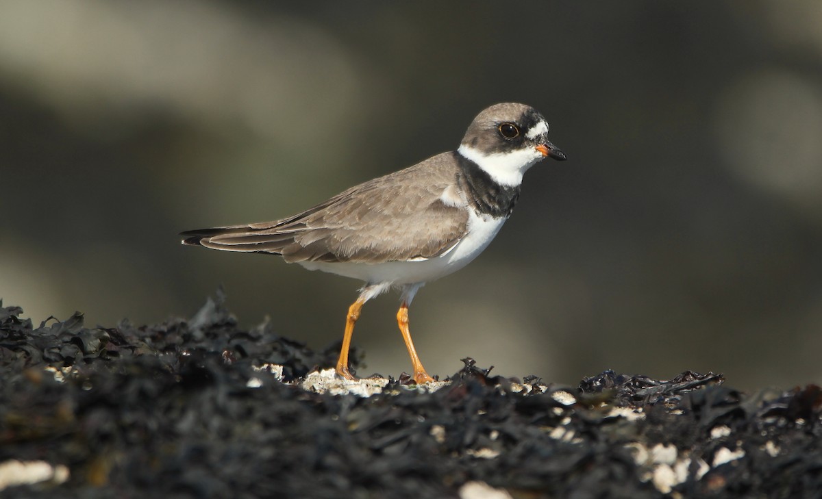 Semipalmated Plover - ML381329131