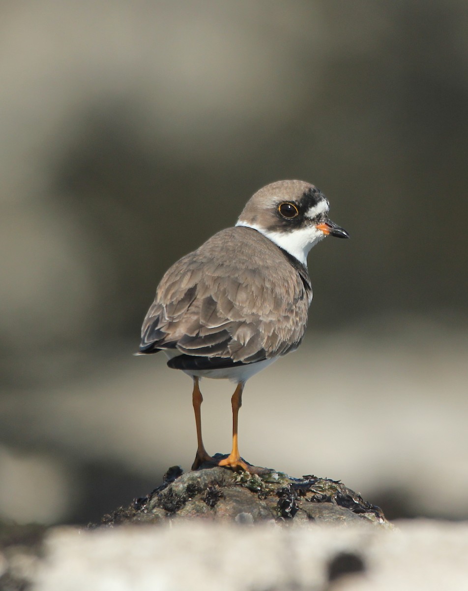 Semipalmated Plover - ML381329141