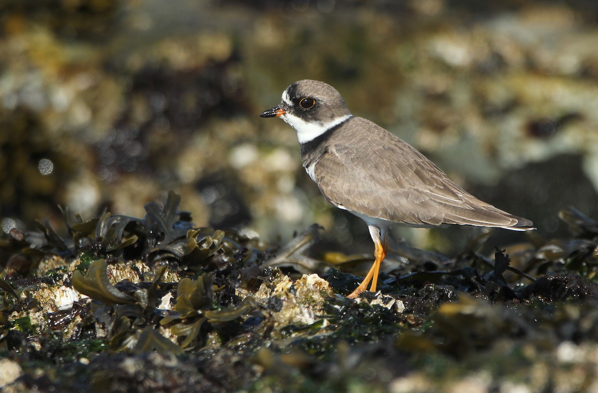 Semipalmated Plover - ML381329191