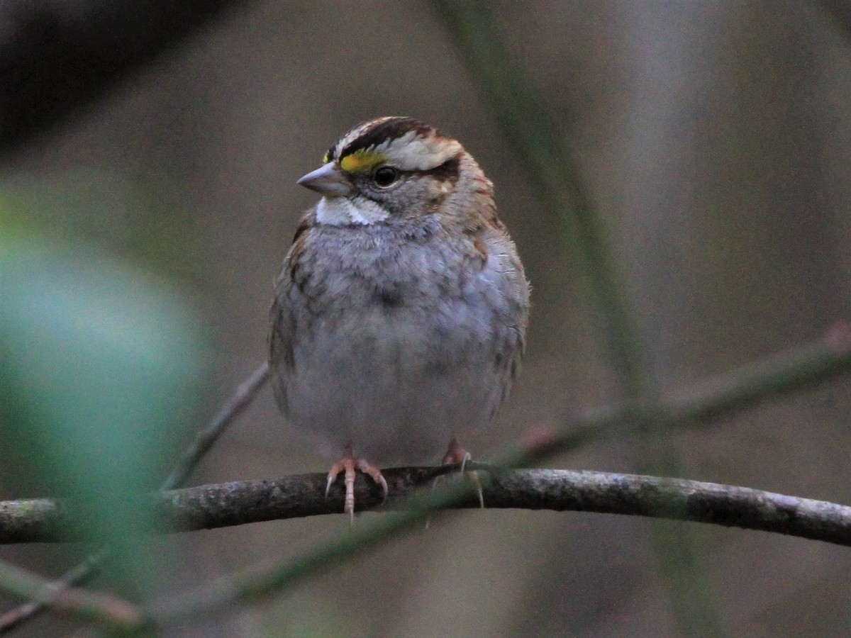 White-throated Sparrow - ML381329791