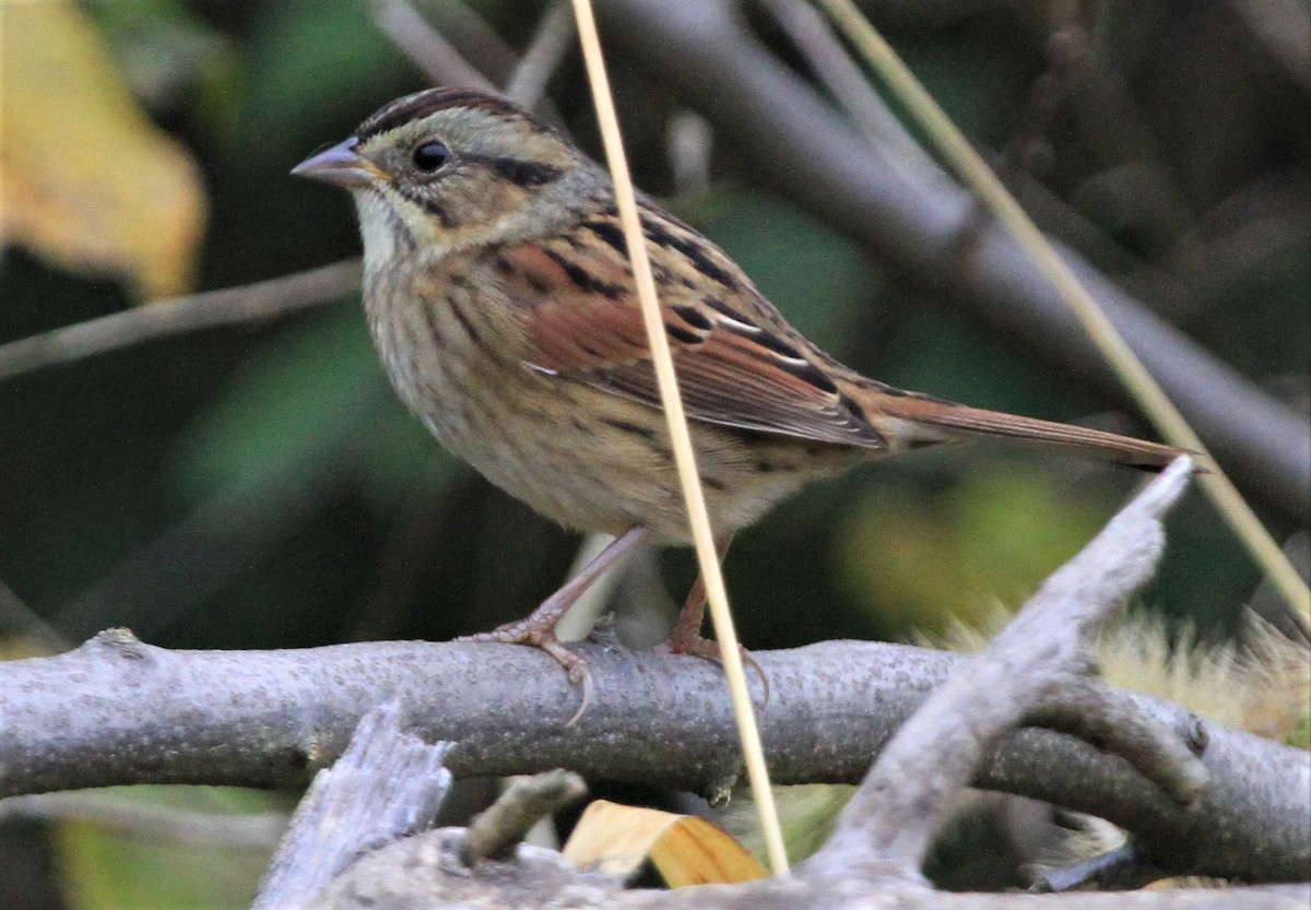 Swamp Sparrow - ML381329851